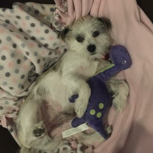 Fundraising Page: Richard Clavner